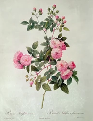 Les Roses de Thory, Rosa Multiflora Carnea